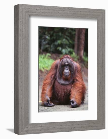 Orangutan-DLILLC-Framed Photographic Print