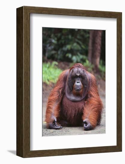 Orangutan-DLILLC-Framed Photographic Print