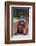 Orangutan-DLILLC-Framed Photographic Print