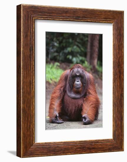 Orangutan-DLILLC-Framed Photographic Print