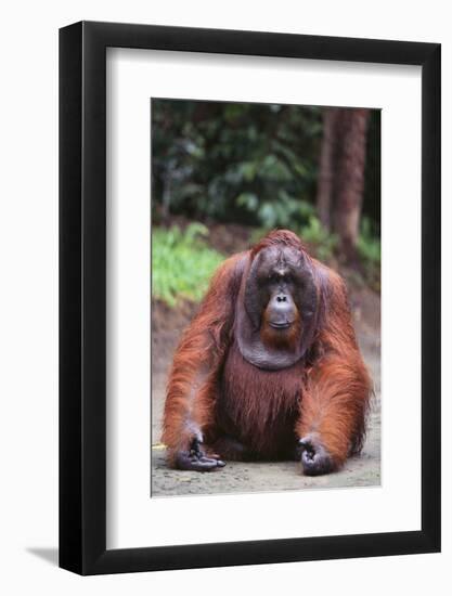 Orangutan-DLILLC-Framed Photographic Print