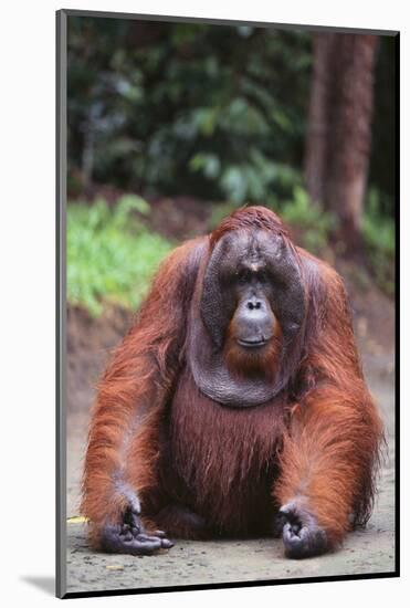 Orangutan-DLILLC-Mounted Photographic Print