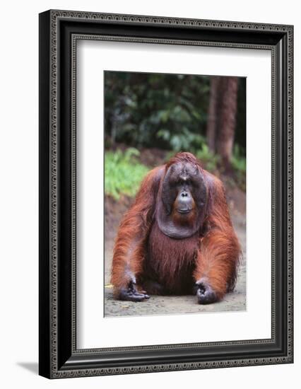 Orangutan-DLILLC-Framed Photographic Print