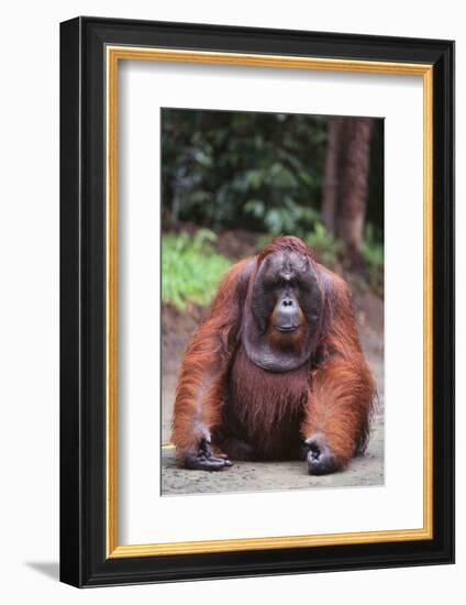 Orangutan-DLILLC-Framed Photographic Print