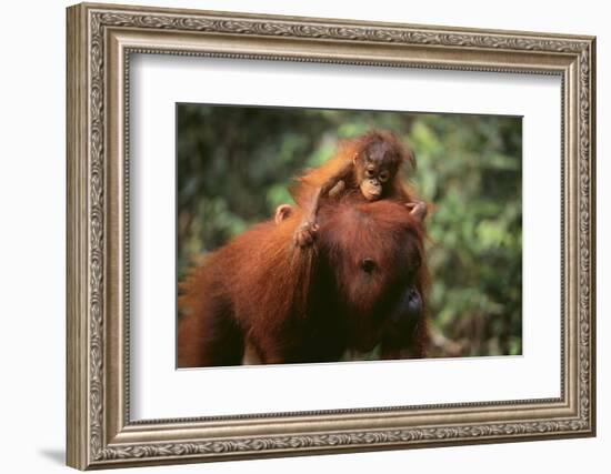 Orangutan-DLILLC-Framed Photographic Print