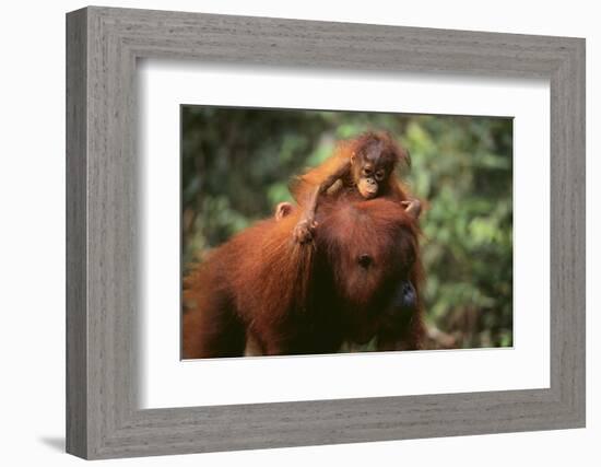 Orangutan-DLILLC-Framed Photographic Print