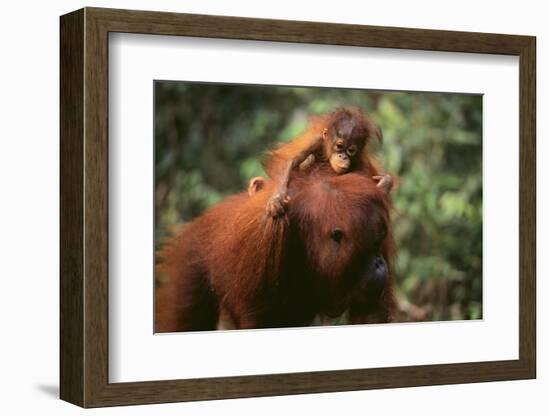 Orangutan-DLILLC-Framed Photographic Print