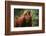 Orangutan-DLILLC-Framed Photographic Print