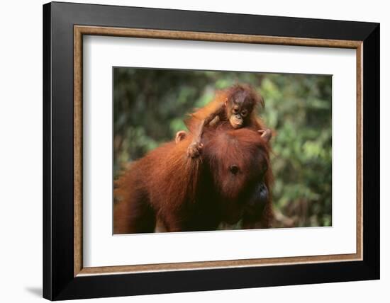 Orangutan-DLILLC-Framed Photographic Print