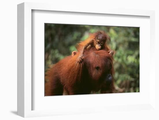 Orangutan-DLILLC-Framed Photographic Print