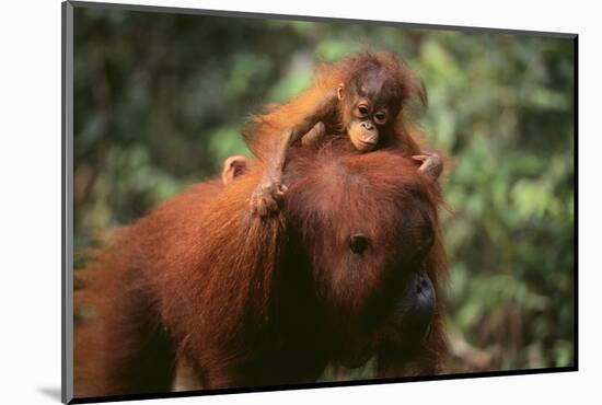 Orangutan-DLILLC-Mounted Photographic Print