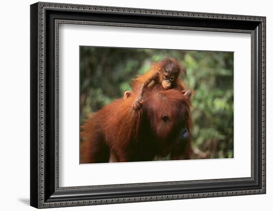 Orangutan-DLILLC-Framed Photographic Print