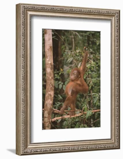 Orangutan-DLILLC-Framed Photographic Print