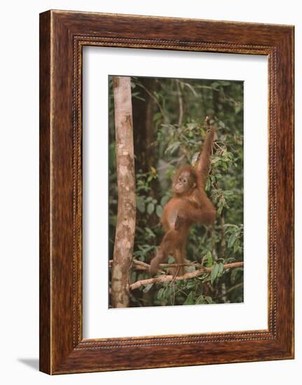 Orangutan-DLILLC-Framed Photographic Print