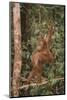 Orangutan-DLILLC-Mounted Photographic Print