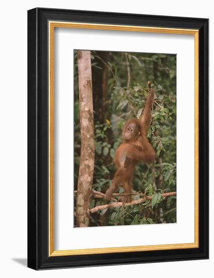 Orangutan-DLILLC-Framed Photographic Print