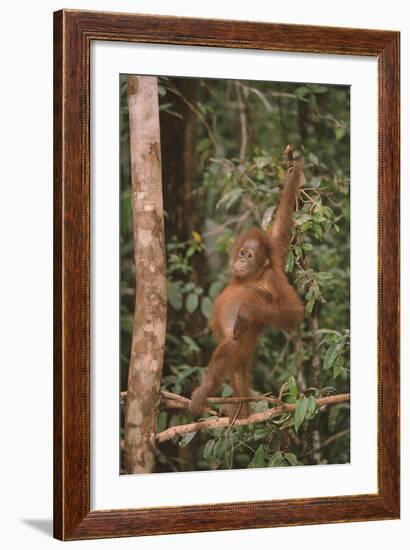 Orangutan-DLILLC-Framed Photographic Print