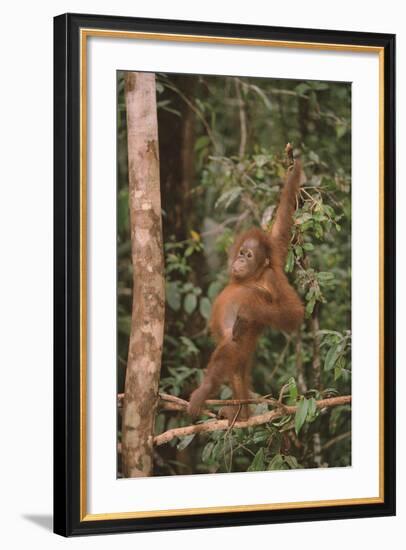 Orangutan-DLILLC-Framed Photographic Print