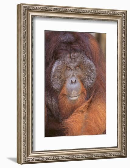 Orangutan-DLILLC-Framed Photographic Print