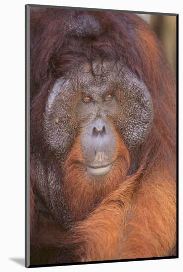 Orangutan-DLILLC-Mounted Photographic Print