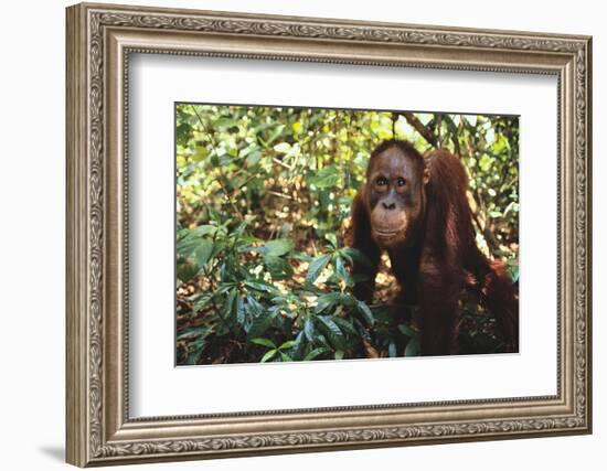 Orangutan-DLILLC-Framed Photographic Print