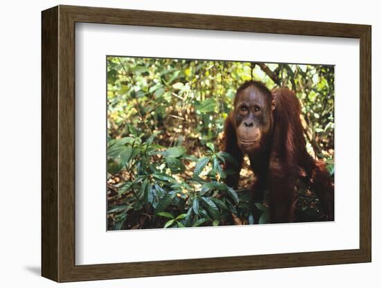 Orangutan-DLILLC-Framed Photographic Print