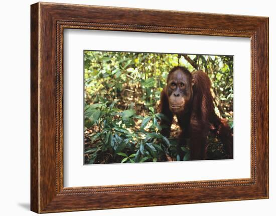 Orangutan-DLILLC-Framed Photographic Print