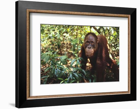 Orangutan-DLILLC-Framed Photographic Print