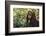 Orangutan-DLILLC-Framed Photographic Print