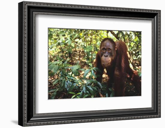 Orangutan-DLILLC-Framed Photographic Print