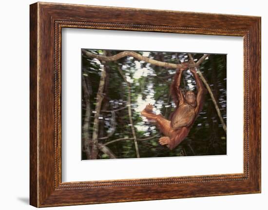 Orangutan-DLILLC-Framed Photographic Print