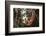 Orangutan-DLILLC-Framed Photographic Print