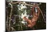 Orangutan-DLILLC-Mounted Photographic Print