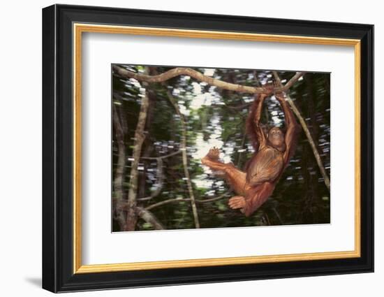 Orangutan-DLILLC-Framed Photographic Print