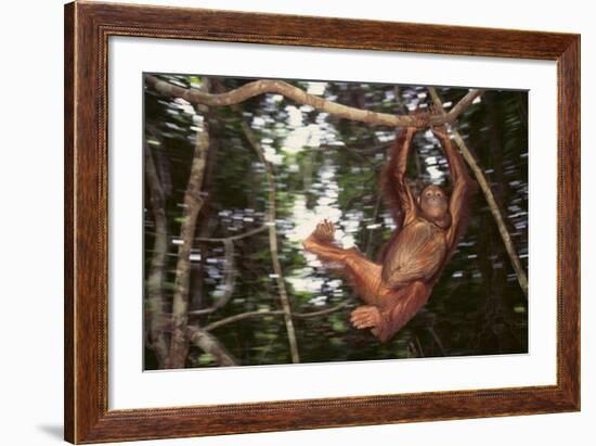 Orangutan-DLILLC-Framed Photographic Print