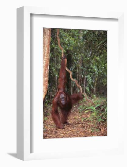 Orangutan-DLILLC-Framed Photographic Print