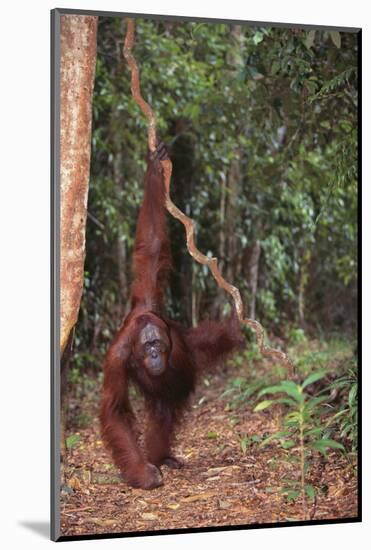 Orangutan-DLILLC-Mounted Photographic Print