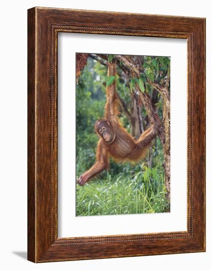 Orangutan-DLILLC-Framed Photographic Print