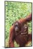 Orangutan-DLILLC-Mounted Photographic Print