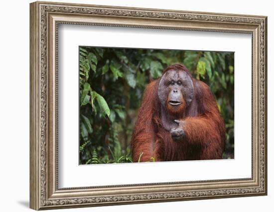 Orangutan-DLILLC-Framed Photographic Print