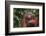 Orangutan-DLILLC-Framed Photographic Print