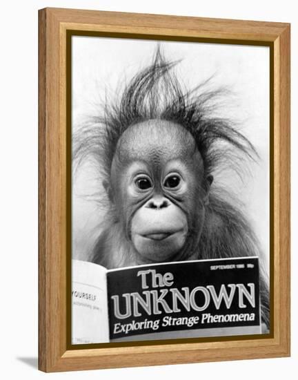 Orangutang, October 1986-null-Framed Premier Image Canvas