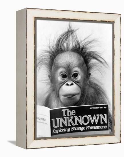 Orangutang, October 1986-null-Framed Premier Image Canvas