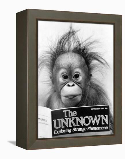 Orangutang, October 1986-null-Framed Premier Image Canvas