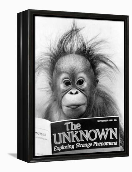 Orangutang, October 1986-null-Framed Premier Image Canvas