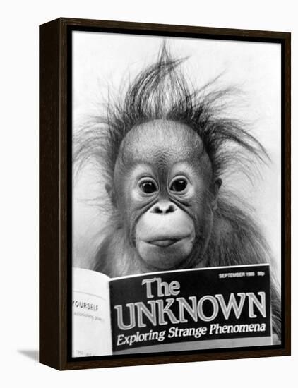 Orangutang, October 1986-null-Framed Premier Image Canvas