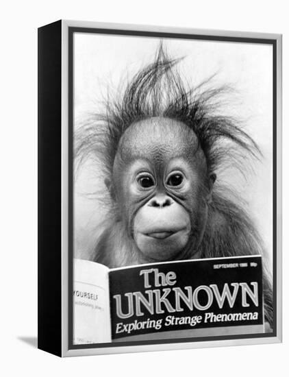 Orangutang, October 1986-null-Framed Premier Image Canvas