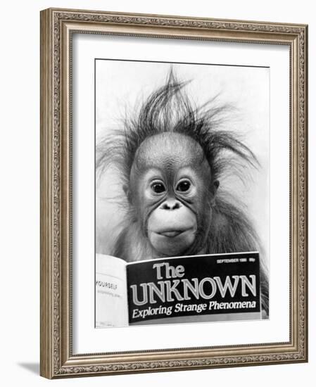 Orangutang, October 1986-null-Framed Photographic Print