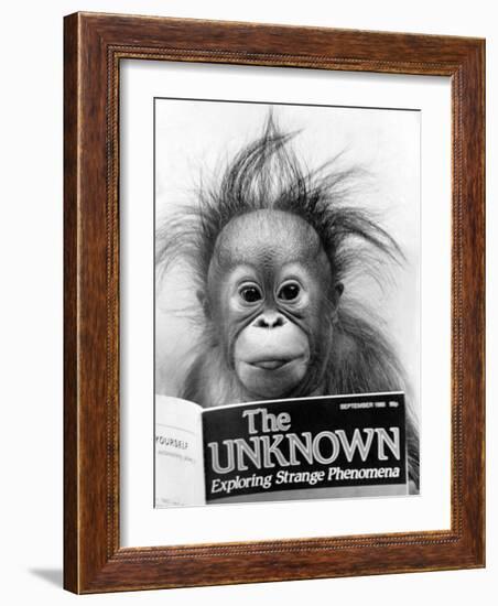 Orangutang, October 1986-null-Framed Photographic Print