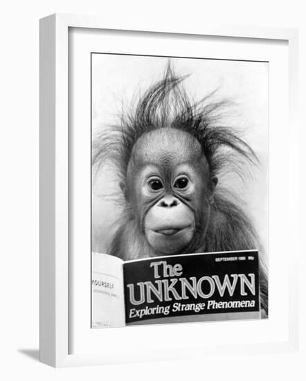 Orangutang, October 1986-null-Framed Photographic Print